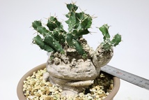 Euphorbia clavigera ユーフォルビア　クラビゲラ_画像4