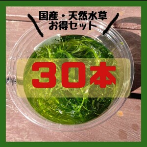 天然アナカリス 30本お得セット