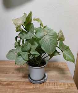 シンゴニウム コンフェッティ 斑入り 観葉植物 マーブル ピンク