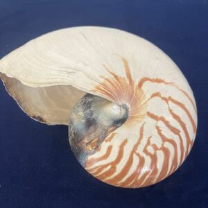 オウム貝 標本 フィリピン産 置物 インテリア 大きな貝殻 No.3