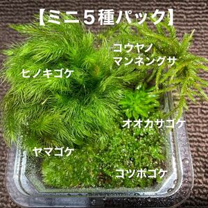 ko. agriculture house direct delivery / quality importance / free shipping / moss. Mini 5 kind pack / terrarium. making * control instructions attaching /8.7×8.7cm/ moss / terrarium /MOSS/ aquarium 