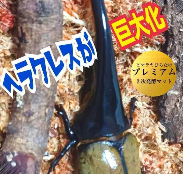 ヘラクレスに抜群！進化した！プレミアム3次発酵カブトムシマット【4袋】トレハロース、キトサン、ローヤルゼリー強化配合！ギネス狙いに！