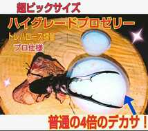 めちゃデカイ！65gハイグレードプロゼリー特大サイズ100個☆通常の4倍！トレハロース増量！産卵促進・長寿・体力増進☆栄養価抜群プロ仕様_画像2