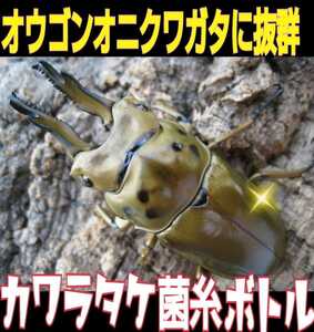 オウゴンオニクワガタに抜群！カワラ菌糸瓶☆特殊アミノ酸強化！タランドゥス・レギウスにも！トレハロース・キトサン・ローヤルゼリー配合