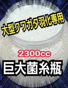 大型クワガタ羽化専用☆2300ml超特大サイズ☆ヒマラヤひらたけ菌糸瓶【2本】特殊アミノ酸強化☆ギネス狙いに！中がよく見えるクリアボトル