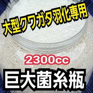 大型クワガタ羽化専用☆2300ml超特大サイズ☆ヒマラヤひらたけ菌糸瓶【3本】特殊アミノ酸強化！ギネス狙いに！中がよく見えるクリアボトル