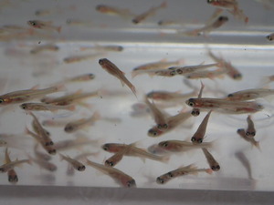 ヤフオク アカヒレ 餌の中古品 新品 未使用品一覧 ヤフオク アカヒレ 餌の中古品 新品 未使用品一覧