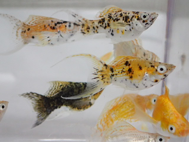 ヤフオク! -ロングフィン(熱帯魚)の中古品・新品・未使用品一覧