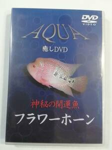 中古DVD『AQUA 癒しDVD　神秘の開運魚　フラワーホーン』セル版。究極の開運魚の華麗な泳ぎ。泳ぐ宝石。超級金美人。50分。即決。