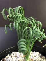 スプラリス’フリズルシズル’　Albuca spiralis cv.Frizzle sizzle　　アルプカ　球根植物　_画像3