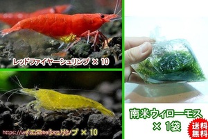 [ shrimp ][ shrimp ][20 pcs set ] red & yellow set (1.2-1.5cm)& domestic production less pesticide South America Willow Moss sack go in 1 sack 