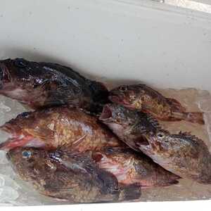 ヤフオク ガシラ 魚 魚介類 の落札相場 落札価格 ヤフオク ガシラ 魚 魚介類 の落札相場 落札価格