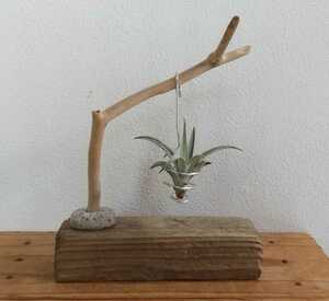 Art hand Auction ★Driftwood★Handmade★Air plant hanger★Air plant holder★Interior★Air plant stand, handmade works, interior, miscellaneous goods, ornament, object