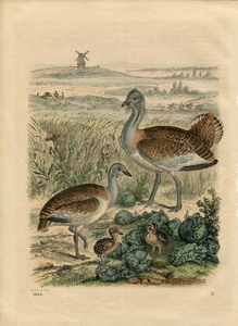 1864年 ドイツ 手彩色 銅版画 ノガン科 ノガン属 ノガン 博物画