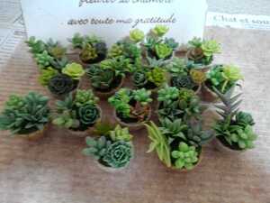 *ハンドメイド*多肉植物の寄せ植え*丸鉢③*の商品画像