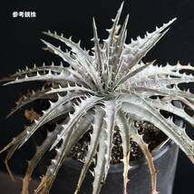 【30種100円スタート】Dyckia milagrensis ディッキア ミラグレンシス ①_画像3