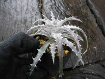 Dyckia ディッキア goehringii Type Clone ゴエリンギー Q clone_画像6