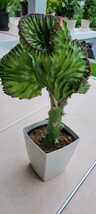 Euphorbiaマハラジャ(ユウヤケサンゴ) 白斑～淡黄斑 鉢ごと宅急便 多肉植物②_画像1