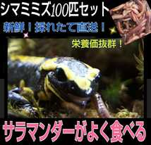 サンショウウオの大好物！よく食べます！栄養満点！新鮮！採れたて直送！シマミミズ100匹セット☆爬虫類の餌、亀の餌、観賞魚の餌、釣り餌_画像7