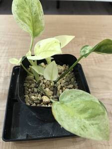 ヤフオク ポトス エクセレント ポトス 観葉植物 の落札相場 落札価格 ヤフオク ポトス エクセレント ポトス 観葉植物 の落札相場 落札価格