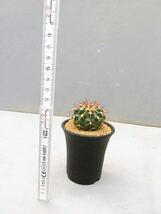 ディスコカクタス ギガンティア Discocactus gigantea 特選実生株　送料込　美花サボテン　実生株 ブラジル原産　希少種　サボテン_画像4