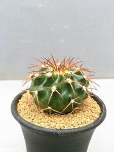 ディスコカクタス ギガンティア Discocactus gigantea 特選実生株　送料込　美花サボテン　実生株 ブラジル原産　希少種　サボテン