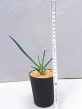 A.teissieri (Madagascar) 実生 マダガスカル原産　希少アロエ　多肉植物 抜き苗は送料無料　珍奇植物　塊根植物　コーデックス　レアもの_画像5