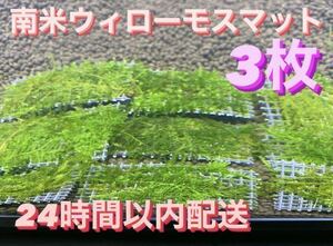 南米ウィローモスマット　3枚セット　6cm×4cm 3枚　南米ウィローモス　無農薬　そのまま使用可能です　　　フリマ