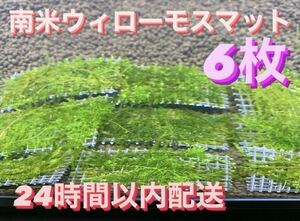 南米ウィローモスマット6枚セット　6cm×4cm 6枚　南米ウィローモス　無農薬　そのまま使用可能です　フリマ