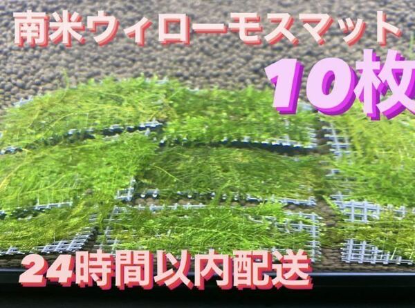 南米ウィローモスマット10枚セット　6cm×4cm 10枚　南米ウィローモス　無農薬　そのまま使用可能です　フリマ