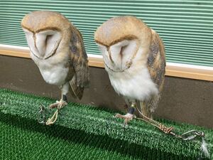 ヤフオク ふくろう コンピュータ の中古品 新品 未使用品一覧 ヤフオク ふくろう コンピュータ の中古品 新品 未使用品一覧