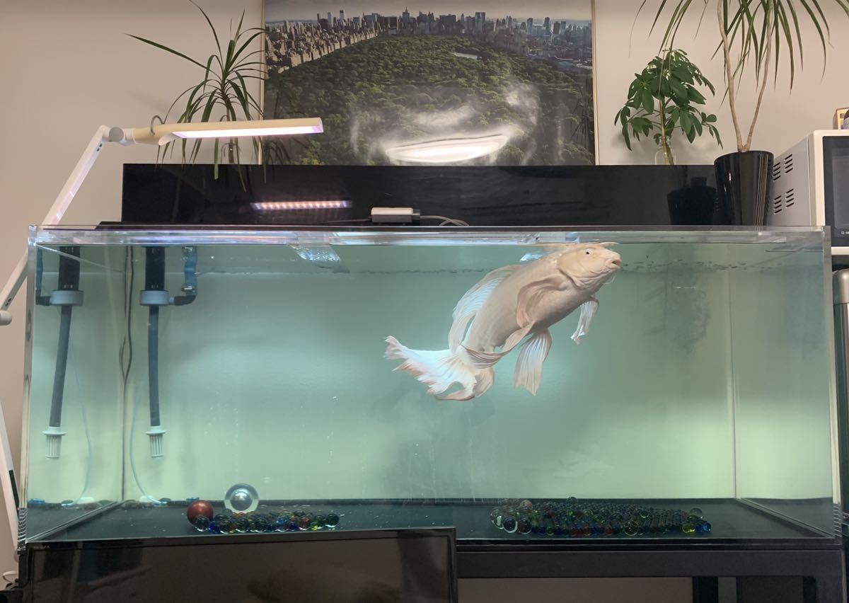純正買い アクリル水槽 ガラス水槽 全ての備品セット 魚用品 水草