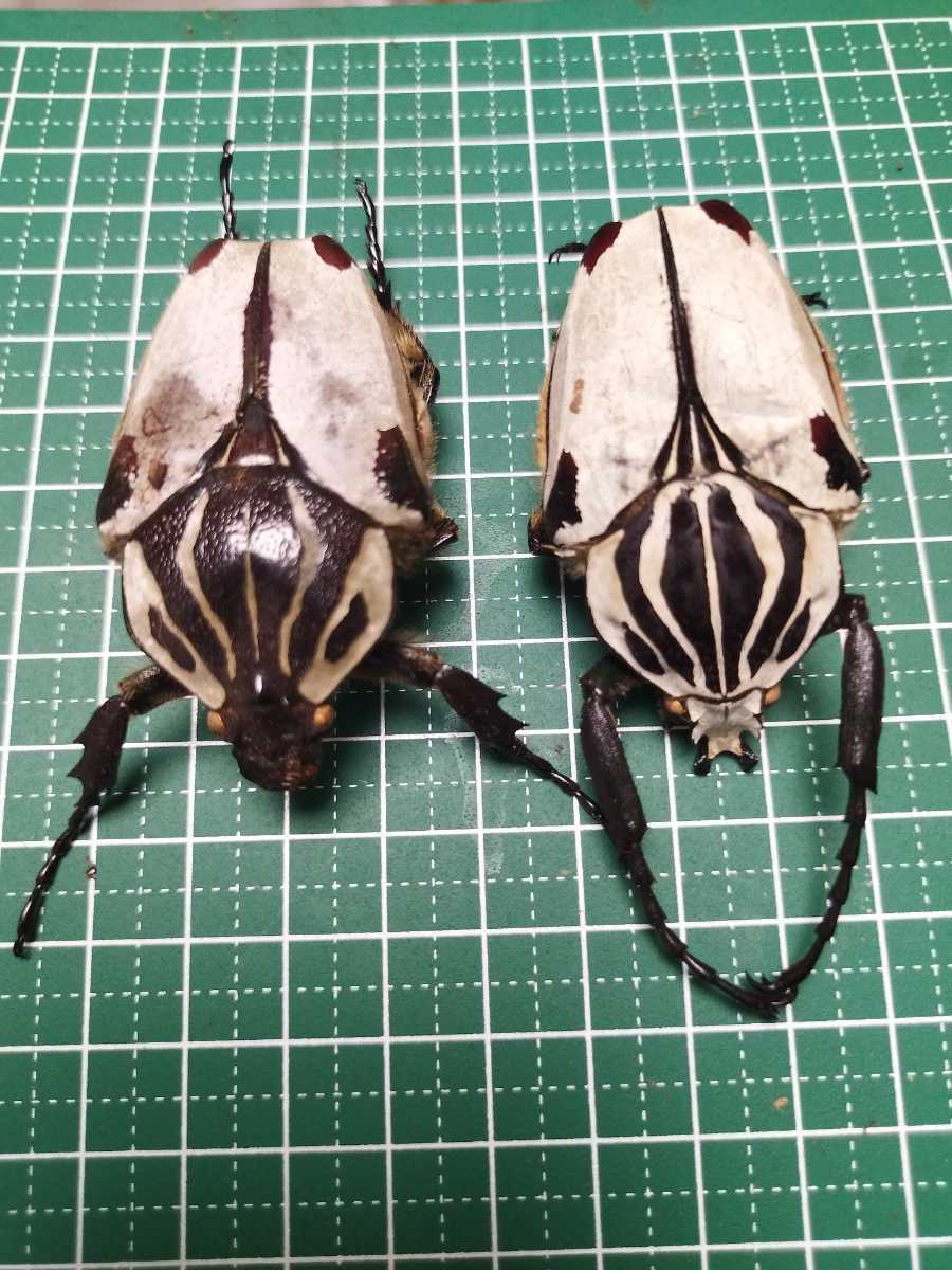 オンラインショップ通販  ハイブリッドゴライアス美色 標本　GレギウスｘGゴライアス 虫類用品