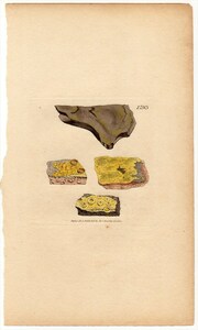 1807年 Sowerby English Botany 初版 銅版画 手彩色 ダイダイキノリ科 フラウォプラカ属 LICHEN citrinus 菌類
