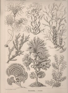 1901年 ヘッケル 生物の驚異的な形 大判 Pl.15 コンブ科 ムチモ科 ホンダワラ科 アナメ科 アミジグサ科 キサンゴ科など7種 博物画 海藻
