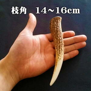 [ deer angle ] incidental branch angle 14cm~16cm use free pet toy, accessory various. Hokkaido ezo deer .. [ cat pohs free shipping ]