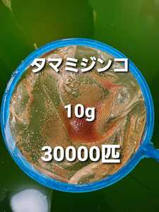 【ミジンコの一平】タマミジンコ10g　★30000匹 めだか熱帯魚