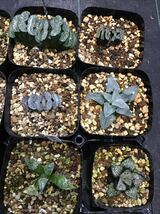 多肉植物ハオルチア 12本セット10_画像3