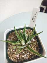 【2鉢セット】十二の巻錦　瑠璃殿　ハオルチア　Haworthia　斑入り　硬葉　レア　希少　アガベ　レツーサ　竜鱗　万象　玉扇　オブツーサ_画像8