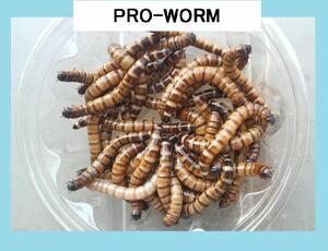 ヤフオク ミルワームの中古品 新品 未使用品一覧 ヤフオク ミルワームの中古品 新品 未使用品一覧