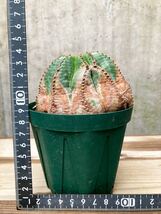 Euphorbia obesa × valida D200【美模様・古株】ユーフォルビア オベサ バリダ_画像8