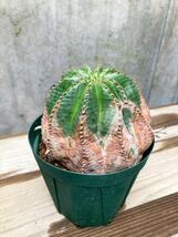 Euphorbia obesa × valida D200【美模様・古株】ユーフォルビア オベサ バリダ_画像7