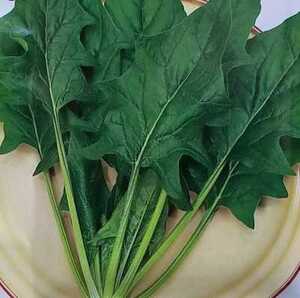 ヤフオク ほうれん草種子 花 園芸 の中古品 新品 未使用品一覧 ヤフオク ほうれん草種子 花 園芸 の中古品 新品 未使用品一覧