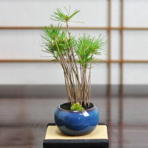  bonsai Japanese black pin. .... Turkey blue mini bonsai pine potted plant symbol tree Japan garden birthday . job celebration gift present 