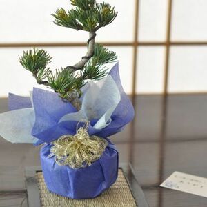 Bonsai Goba Pine Mini Bonsai Воспитание слов и удобрения празднование цветочное настоящее