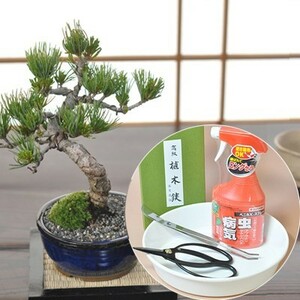  start .. bonsai . leaf pine . tool set ..7 year. firmly did branch .. real . bonsai . sharpness eminent. bonsai .. set .