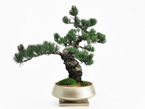  bonsai . leaf pine middle size gold paint . circle saucer attaching pine bonsai potted plant flower bonsai gift present modern pine Kashiwa modern memory . popular 
