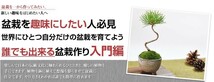 自由研究 盆栽を作るキット 入門編　黒松 盆栽を趣味にしたい人 盆栽を作る 入門編　くねくね黒松を作ろう 手作り 自由研究 小学生_画像2