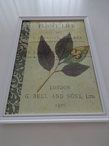 アートフレーム§写真ポスター付A4額(選択可)§葉・植物・アンティーク風・ビンテージ風・ロンドン