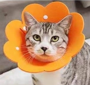 Лот аукциона Yahoo 送料無料 Mサイズ エリザベスカラー オレンジ 花 ペット 猫 No.844 C.